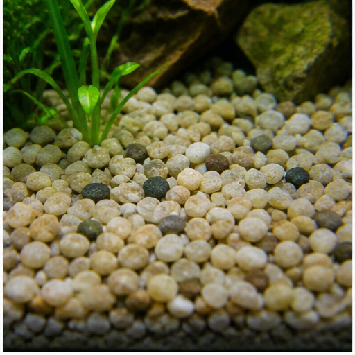 Akvarijné dno arrondi dans un aquarium