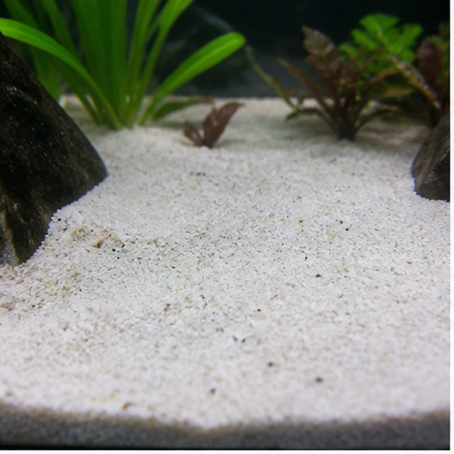 Akvarijné dno clair dans un aquarium