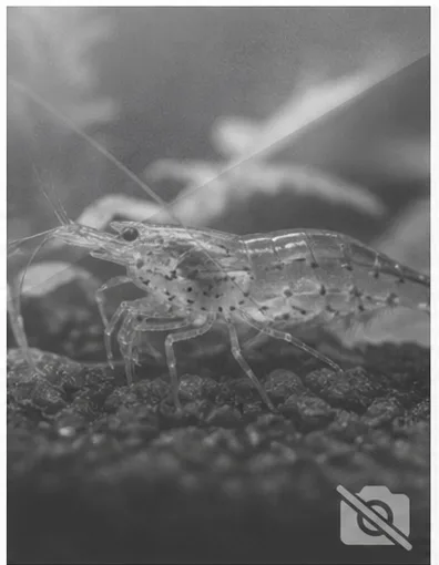 Homarus gammarus