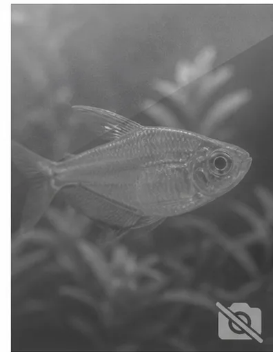 Centropyge acanthops Africký anjel Afriky
