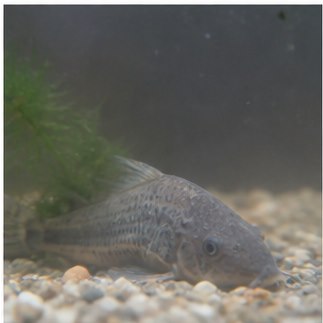 Pomaly intoxikácia v dôsledku degradácie kvality vody
