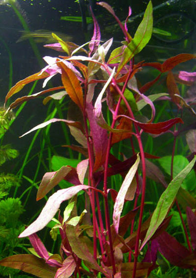 Alternanthera sessilis