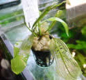 Aponogeton decartyi