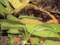 Echinodorus cordifolius