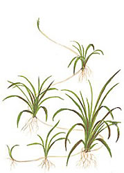 Echinodorus tenellus