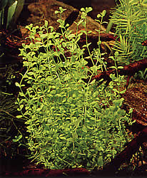 Hemianthus micranthemoides