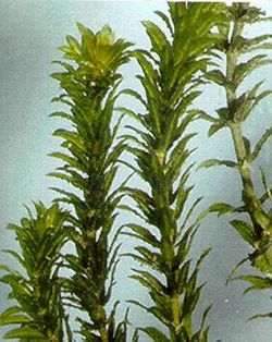 Hydrilla verticilatta