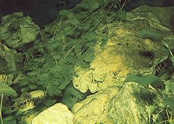 Hydrocotyle leucocephala