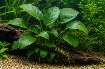 Anubias barteri var. barteri
