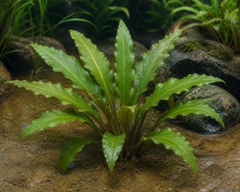 Cryptocoryne ciliata