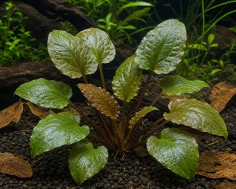 Cryptocoryne cordata