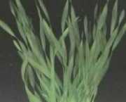 Vallisneria contortionist 