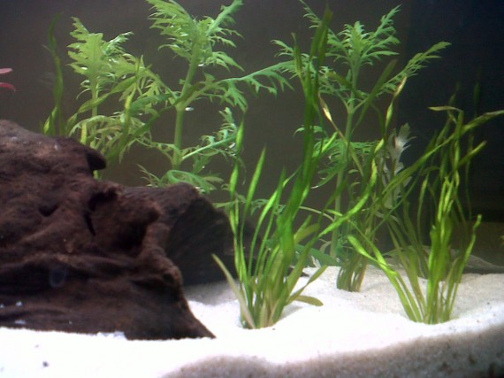 Vallisneria americana var. biwaensis