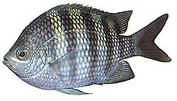 Abudefduf saxatilis Vedúci predstaviteľ