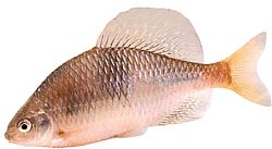 Acanthorhodeus atranalis Japonsko
