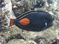 Acanthurus Achilles (Chirurg červeného a chvosta)