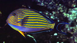 Acanthurus Lineatus Pruhovaný chirurg