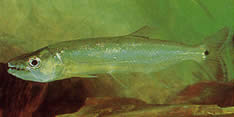 Acestrorhynchus falcirostris