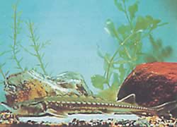 Acipenser medirostris