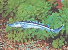 Acipenser stellatus (Hviezdne)