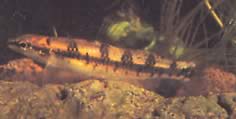 Ammocryptocharax vintonae (Characin trpaslík fleche z Vintonu)