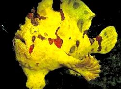 Antennarius maculatus Ryby, rybár alebo antény