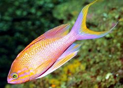 Anthias anthias Holič