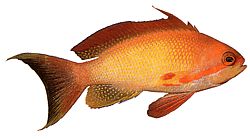 Anthias squamipinnis (Červený holič)