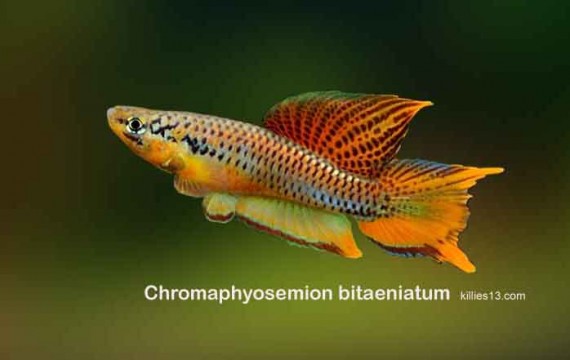 Aphyosemion bitaeniatum (Afyosemion bitaeniatum)