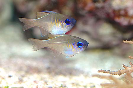 Apogon leptacanthus (Apogon s modrými prúžkami)