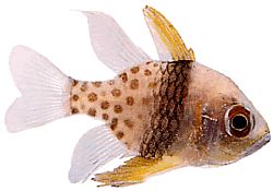 Apogon nematopterus (Apogonské pyžamy)