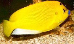 Apolemichthys trimaculatus Trik