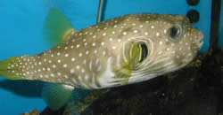 Arothron hispidus (Ryby z modrej farby)