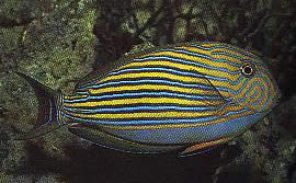 Aspisurus lineatus