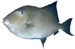 Balistes carolinensis (Bravčové mäso)