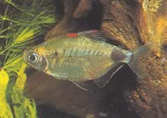 Bathyaethiops breuseghemi (Africký tetra-mesiac)