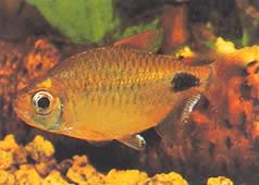 Bathyaethiops caudomaculatus (Africký tetra-mesiac)