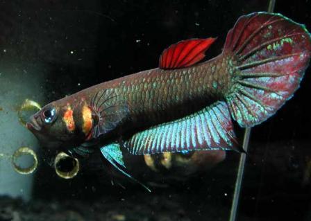 Betta foerschi  (Betta chameleón)