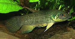Betta trifasciata Bojovník
