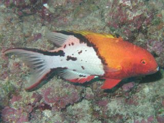 Bodianus anthioides Živý