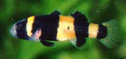 Brachygobius xanthozona Bourdonová ryba