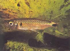 Brycinus macrolepidotus (Tetra s pravými mierkami)
