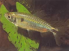 Brycinus schoutedeni (Brycinus s veľkým váhami)