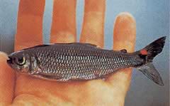 Brycon rubricauda (Brycon s červenými plutvami)