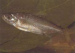 Bryconaethiops macrops (Tetra veľké maskované oči)