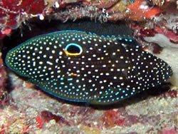 Calloplesiops altivelis (Kométa)