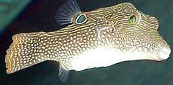 Canthigaster solandri (Canthigaster)