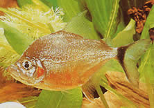 Catoprion mento (Piranha Mento, veľká hlava Pacou)