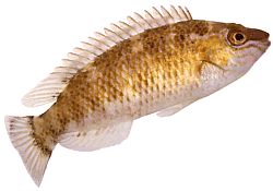 Centrolabrus exoletus Staromódny