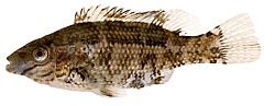 Centrolabus melops Bežný crenilabre